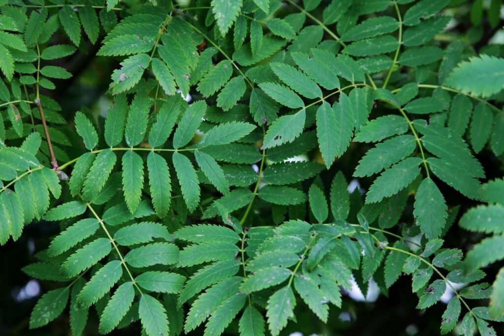 neem leaves face pack